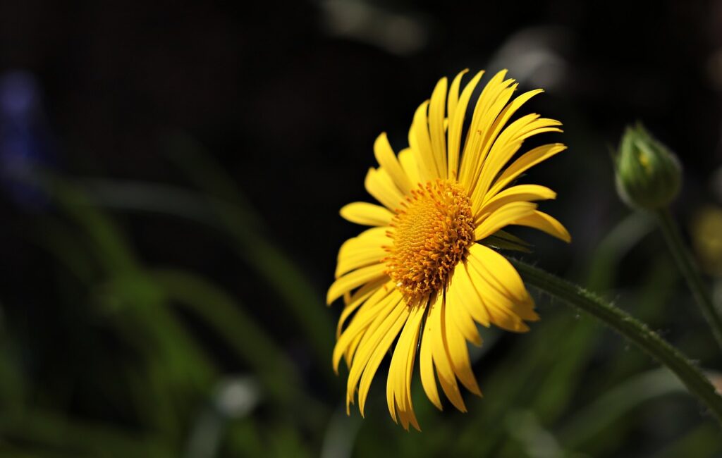 marguerite-daisy-3342050_1280